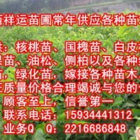 供應(yīng)國槐苗 核桃苗 油松苗 白皮松 山桃苗