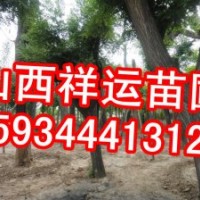 供應(yīng)國槐苗 核桃苗 蘋果苗 山楂苗 白皮松