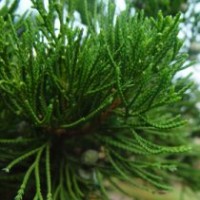 苗木基地批發(fā)大量60公分黑松樹苗價格