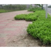 馬尼拉草皮、杜鵑低價銷售