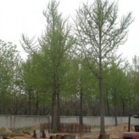 山東富源銀杏苗木歡迎你