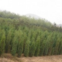 供應刺槐成活刺槐刺槐刺槐小苗價格，產地，行情