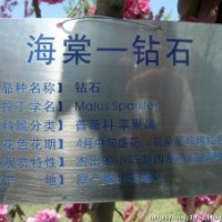 北美海棠芽苗，北美海棠根接苗，北美海棠