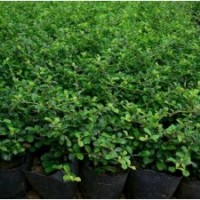 福建茶 漳州苗木市場(chǎng)購(gòu)銷中心