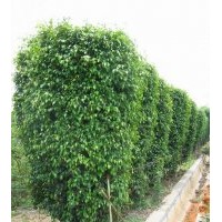 垂葉榕 漳州苗木市場購銷中心