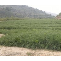 兩年生容器袋油松數(shù)量60萬株，裸根兩年生油松數(shù)量50萬出售