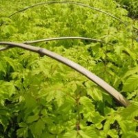 金葉復(fù)葉戚，紅葉李，紫葉稠李，金山金艷