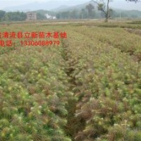 供應(yīng)紅心杉苗