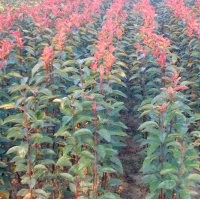 出售北美海棠，冬紅海棠，西府海棠，垂絲海棠，開(kāi)心果等