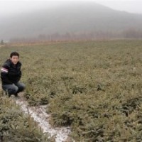 急售一批占地甘肅云杉，小云杉苗木