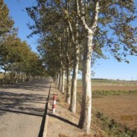 出售速生法桐3至6cm，老式3至12cm