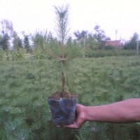 供應(yīng)白皮松白皮松小苗油松 油松,側(cè)柏