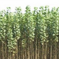 供應毛白楊 新疆楊 速生楊 紅葉楊