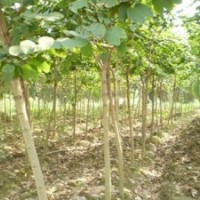 我村育有100萬(wàn)黃槐秋楓藍(lán)花楹-紅花夾竹桃柳樹羊蹄甲幌傘楓