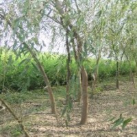 供應(yīng)5公分垂柳大量