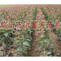 供應(yīng)北美海棠、絢麗海棠、紅寶石海棠、長壽果