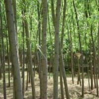 綠化喬木速生柳,黃柳,榆樹