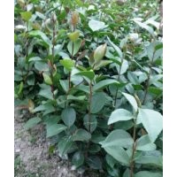 大量供應(yīng)油茶苗，一年生油茶苗，歡迎洽談
