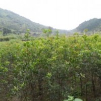 供應(yīng)桂花苗木 桂花小苗,桂花苗