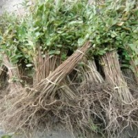 江蘇緑化苗木批發(fā) 櫻花、紫薇（四個(gè)顏色）、紫葉碧桃、紫荊、巨