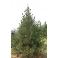 山西白皮松，油松，國槐小苗，刺槐， 速生楊