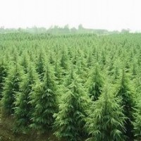 白皮松 油松 華山松 核桃苗 國槐