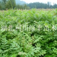 供應(yīng)湖北利川黃山欒樹(shù)小苗 欒樹(shù)苗價(jià)格