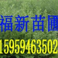 紅豆杉苗 南方紅豆杉 紅豆杉種子 紅豆杉苗木批發(fā)