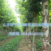 山東李營(yíng)法桐有什么特色|河北法桐-濟(jì)寧綠源苗圃