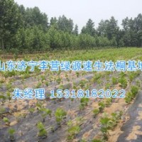 法梧繁殖方法|法桐樹苗-濟寧綠源苗圃