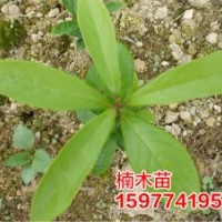 大量供應(yīng)楠木苗、紅豆杉苗，厚樸苗、黃柏苗，魔芋、魔芋種