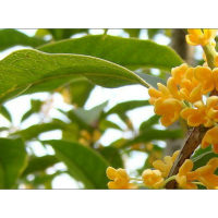 福建泉州優(yōu)質(zhì)苗木批發(fā)尖葉桂花、四季桂、八月桂、浦城丹桂、中小