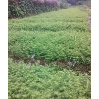 提供水杉苗300萬株