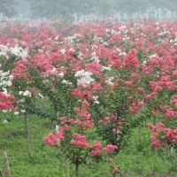 山東平邑低價(jià)處理百日紅小苗、杜仲樹