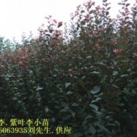 紅葉李小苗 獨(dú)桿紅葉石楠小苗，紅葉李小苗，三角楓小苗，香樟小