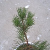 出售白皮松40-60cm幼苗及一年生油松幼苗