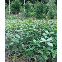 金桂小苗，單桂，一年生桂花小苗