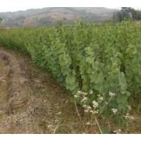 大量供應(yīng)150萬(wàn)一年小苗洋紫荊紅花羊蹄甲黃槐---秋楓藍(lán)花楹紅花夾