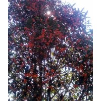 批發(fā)福建朱沙桂 丹桂  浦城丹桂,大紅丹桂,丹桂