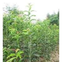 出售1000棵1米5高的狀元紅小苗