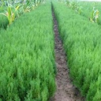 供應(yīng)側(cè)柏苗、核桃、花椒、皂角、國(guó)槐、棗樹(shù)、桃樹(shù)、杏樹(shù)、柳樹(shù)、