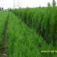 供應(yīng)白皮書，油松，國槐，刺槐，側(cè)柏，柳樹，速生楊