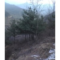 供應(yīng)國(guó)槐 刺槐 油松 白皮松 側(cè)柏