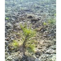 急售白皮松油松樹(shù)苗