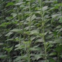 優(yōu)質(zhì)木槿花樹苗|山東優(yōu)質(zhì)木槿花樹苗|，誠信為本