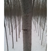 綠化樹銀中楊,小城黑,云杉