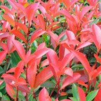 供應(yīng)紅葉石楠球、容器苗