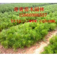 特價(jià)供應(yīng)油松小苗，50公分油松苗