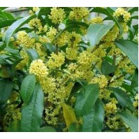 供桂花苗木--金桂扦插小苗