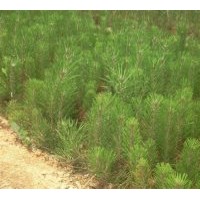 大量供應油松苗